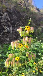 セイロンベンケイソウとヤハズかずらのコラボ