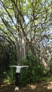 ハートロックルートガジュマル