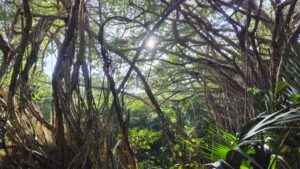 ハートロックルートガジュマルの森