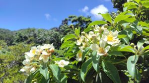 ムニンヒメツバキ