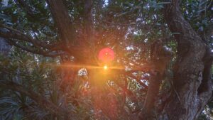 サンセットマジック